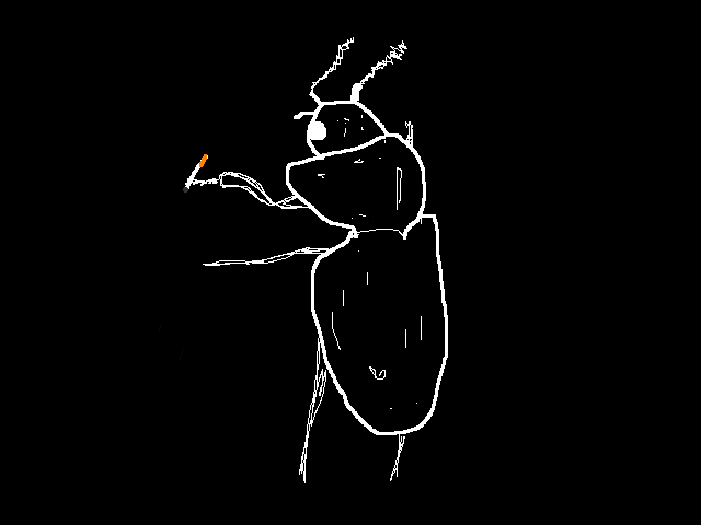 Cigarette Beetle