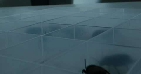 Looping beetle animation