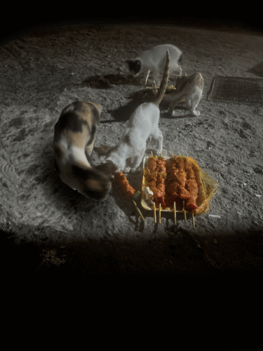 Cat Kebab Animation