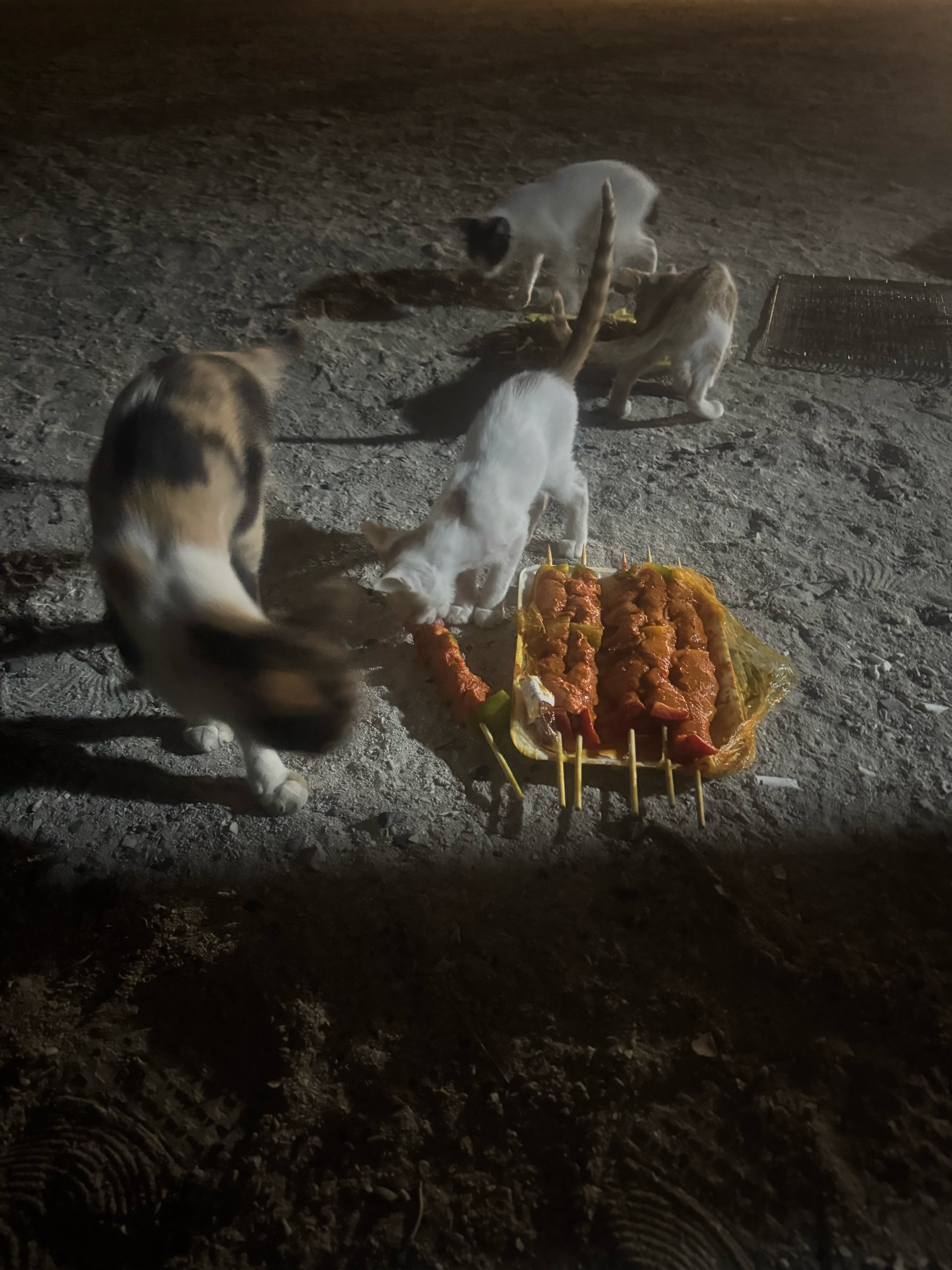 Cat Kebab