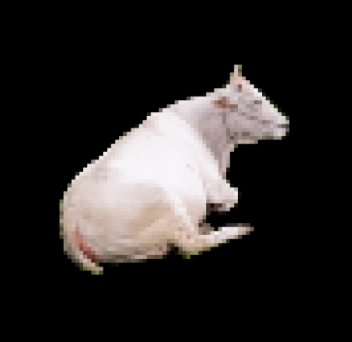 Cow animation